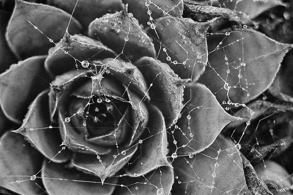 Cette photo a été prise avec le Canon AE-1 armé d'un 50mm f/1.8 et d'un doubleur de focale FOCA HR7 Macro CFE