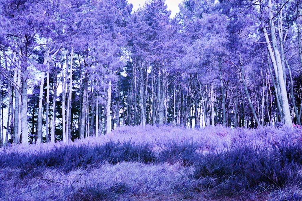 Canon AE1 & film Lomography Lomo Purple